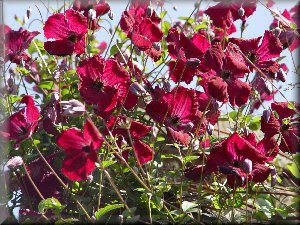 Clematis photograph