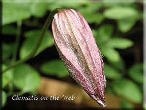 Clematis photograph