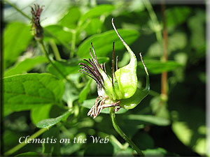 Clematis photograph