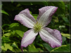 Clematis photograph