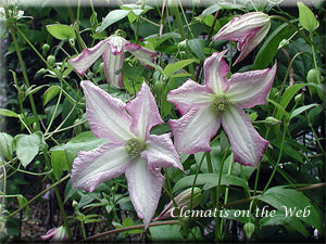 Clematis photograph