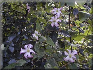 Clematis photograph