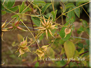 Clematis photograph