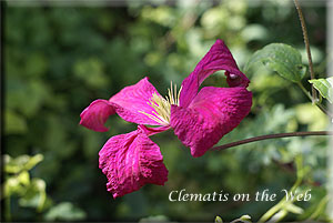 Clematis photograph