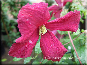 Clematis photograph