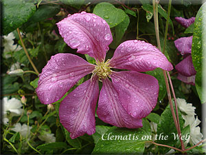 Clematis photograph