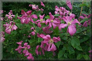 Clematis photograph