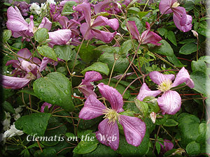 Clematis photograph