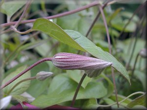 Clematis photograph