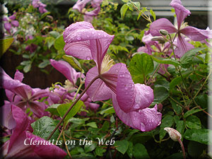 Clematis photograph