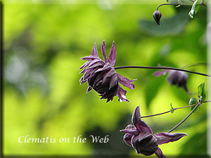 Clematis photograph