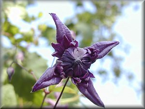 Clematis photograph