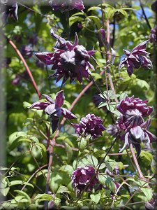 Clematis photograph