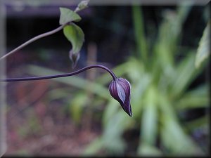 Clematis photograph