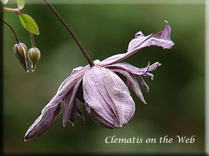 Clematis photograph