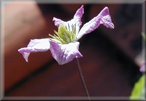 Clematis photograph