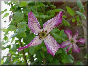 Clematis photograph