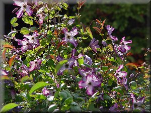 Clematis photograph