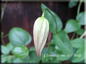 Clematis photograph