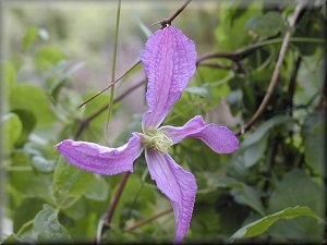 Clematis photograph