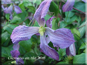 Clematis photograph