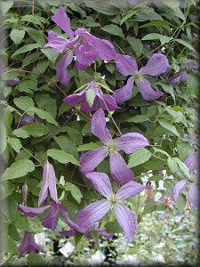 Clematis photograph