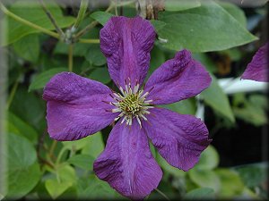 Clematis photograph