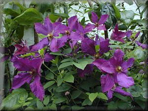 Clematis photograph