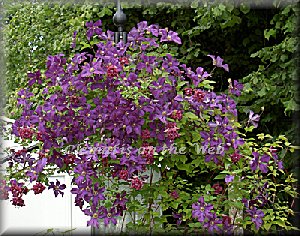 Clematis photograph