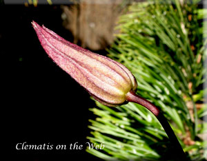 Clematis photograph