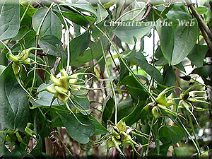 Clematis photograph