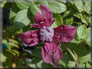 Clematis photograph