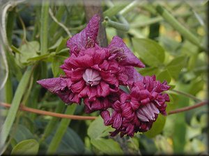 Clematis photograph