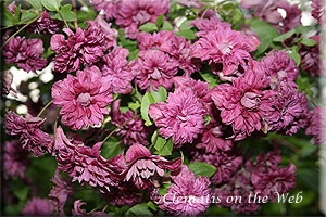 Clematis photograph