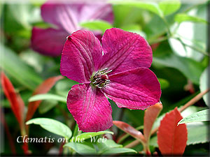 Clematis photograph