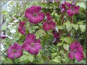 Clematis photograph