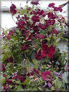 Clematis photograph