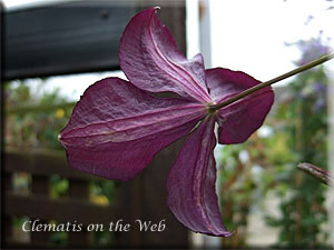 Clematis photograph