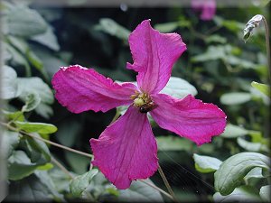 Clematis photograph