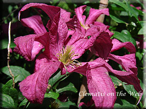 Clematis photograph