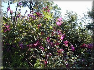 Clematis photograph