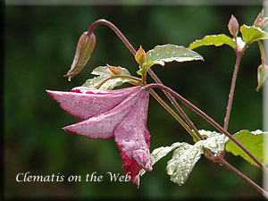 Clematis photograph