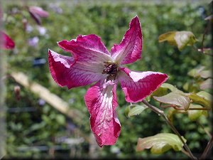 Clematis photograph