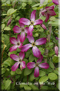 Clematis photograph