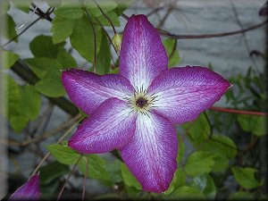 Clematis photograph