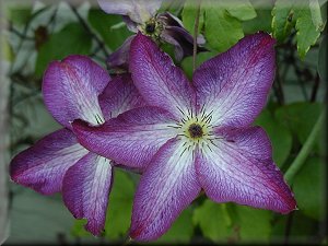 Clematis photograph