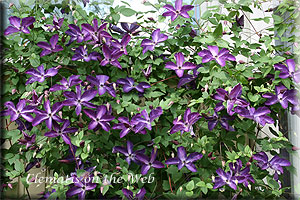 Clematis photograph