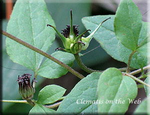 Clematis photograph