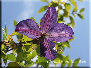 Clematis photograph