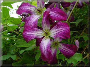 Clematis photograph